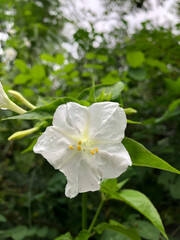 4 o'clock flower, Also known as Marvel of peru, False Jalap, white flower in the garden