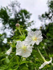 4 o'clock flower, Also known as Marvel of peru, False Jalap, white flower in the garden