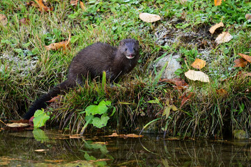 Autumn scene of a North American Mink standing along the water's edge licking its lips