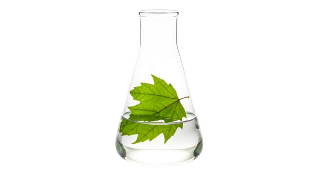 Green leaf floating in a chemistry laboratory conical flask representing natural organic biology research. isolated PNG with Transparent Background