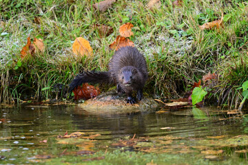Autumn scene of a North American Mink standing along the water's edge