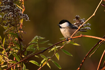 Black Capped chickadee perched in a field of Goldenrod
