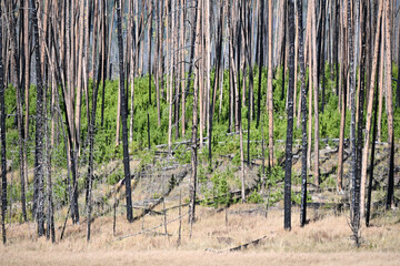 New Trees after Forest Fire