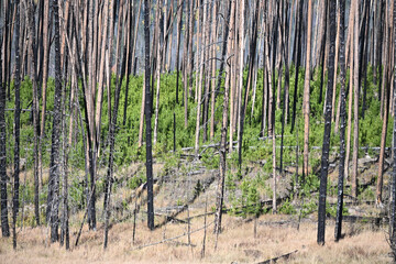 New Trees after Forest Fire