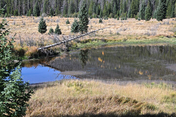 Dead Tree Leaning over Pond
