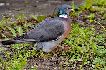 Walking ring-necked pigeon