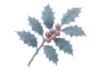 Frosted holly sprig with red berries, symbolizing winter holidays, christmas, tradition, and festive nature, transparent background