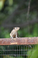 squirrel on a tree