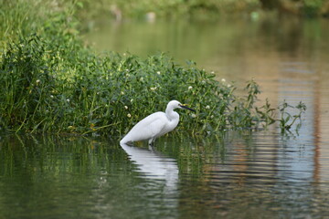 great white heron