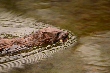 A North American Mink swimming and carrying a fish in its mouth