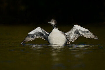 Juvenile Common Loon flapping its wings 