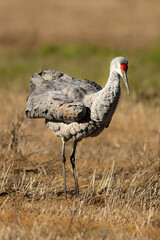 A Sandhill Crane shakes its tail feathers in an agriculutre field