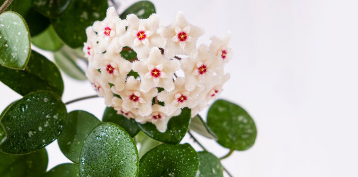 Hoya Matilda with small flower buds opening. Houseplant on light background. Selective focus. Close-up. Botanical background