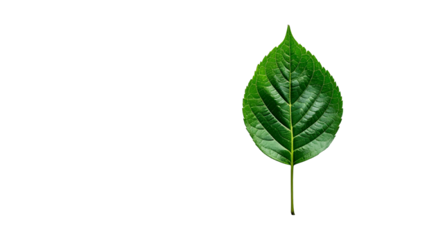 A single green leaf isolated on a black background, showcasing details