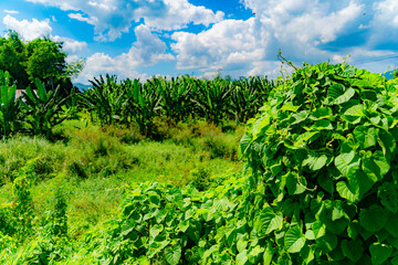 Obraz premium Banana palm plantations.Not far from Nha Trang in Vietnam. 