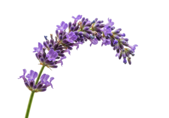 Fragrant lavender flower isolated PNG, purple blossom on transparent background, aromatic herb for aromatherapy and relaxation