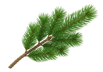 Pine tree branch PNG isolated on transparent background, evergreen conifer twig for Christmas and winter holiday design