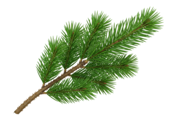 Pine tree branch PNG isolated on transparent background, evergreen conifer twig for Christmas and winter holiday design