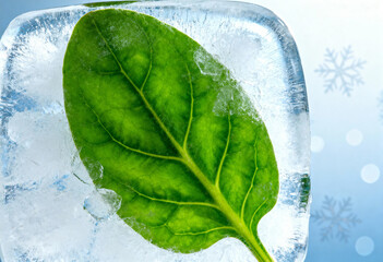 A vibrant green leaf encased in a clear ice cube with snowflake background for freshness look