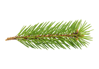 Branch of a pine isolated on white or transparent background