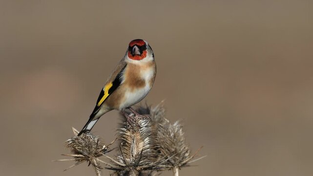 European Goldfinch bird perching on a branch