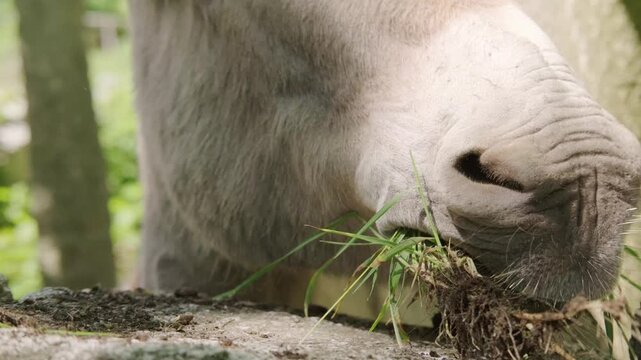 Domestic donkey peacefully eating fresh green grass in pastoral setting, feeding time, gentle animal care, authentic daily life on small farm, valued companions and cared-for animals