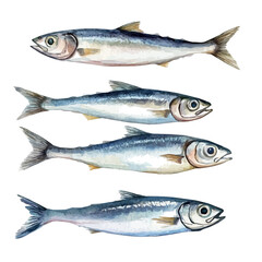 anchovy fish, minimal yet artistic elements for creative designs. hand-drawn paint, Simple Illustration, A beautiful painting of anchovy fish, isolated on a white background, watercolor style
