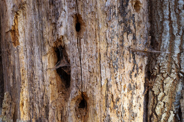 This detailed shot showcases an old, cracked tree trunk with exposed wood, rich in natural textures and deep fissures. The surface displays insect holes and a delicate spiderweb, highlighting the proc