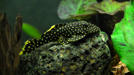 Beautiful tropical fish Baryancistrus xanthellus also called Gold nugget pleco.
