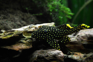 Beautiful tropical fish Baryancistrus xanthellus also called Gold nugget pleco.