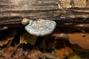This macro photograph features a bracket fungus growing on an old fallen tree trunk, surrounded by dry autumn leaves. Its irregular shape and pale, layered surface create an interesting natural textur