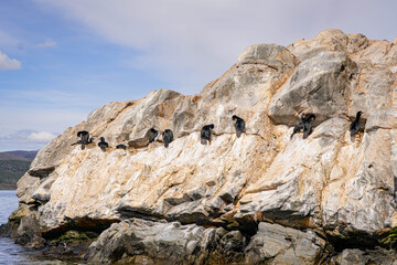 Fototapeta premium Imperial Cormorants Perched on Rocks in Beagle Channel, Ushuaia, with Patagonian Mountains