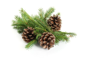 Beautiful fir branches with dry cones on white background
