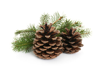 Fototapeta premium Beautiful fir branches with dry cones on white background