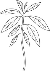 Fototapeta premium Coloring page with avocado plant (Persea americana) on white background 