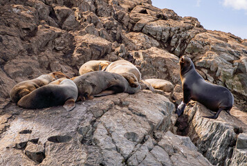 Naklejka premium Sea lions resting on the rocks near the Lighthouse at the End of the World, Ushuaia, Argentina
