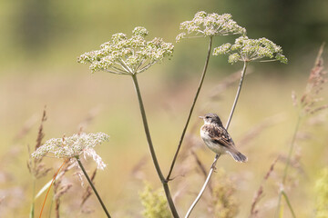 A female Amur stonechat sits on a dry blade of grass