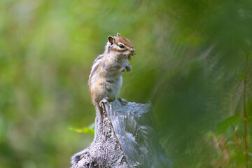 Obraz premium Chipmunk sits on a log close up. Russia, Altay
