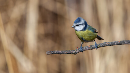 Cute blue tit bird perching on a branch
