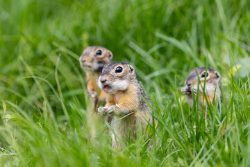 Speckled ground squirrel animals standing in the grass close up