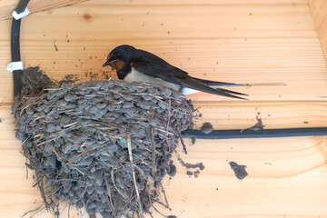 A swallow on a nest built under the roof of a wooden house