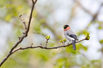 A close-up of a Ussuri bullfinch perched on a branch in Kunashir.