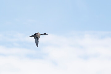 A mallard duck flies in the blue sky