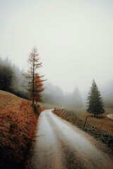 Foggy forest road in winter landscape