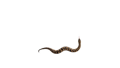 Obraz premium Isolated snake, detailed texture with open mouth, against solid black background