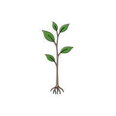 Illustration of a small plant with green leaves and brown stem on a white background simple design