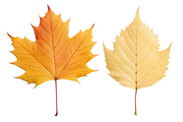 Fototapeta premium Professionally captured vibrant autumn leaves a golden maple and a pale yellow birch, showcasing their distinct shapes and rich seasonal colors against a crisp white background