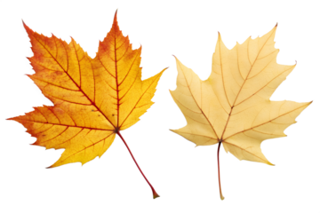 Vibrant orange and soft yellow maple leaves beautifully showcase the autumn season's rich palette, isolated on a clean white background, embodying the colorful transformation of nature
