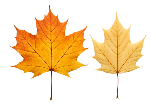 Vibrant Autumn Maple Leaves A Close-Up View of Nature's Fall Colors in Two Distinct Stages of Seasonal Change