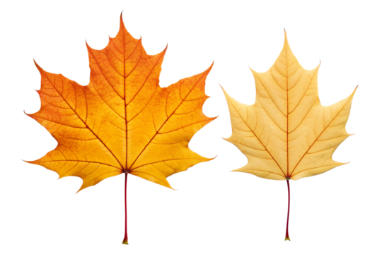 Vibrant Autumn Maple Leaves A Close-Up View of Nature's Fall Colors in Two Distinct Stages of Seasonal Change